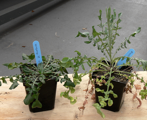 Two yellow star-thistle plants grown in a common greenhouse environment. The one on the left was grown from seeds from its native range in Hungary, and the larger plant on the right was grown from seeds from an invasive population in California. Invasive yellow star-thistle plants grow larger faster than their native counterparts. (Photo: K. Dlugosch) Two yellow star-thistle plants grown in a common greenhouse environment. The one on the left was grown from seeds from its native range in Hungary, and the larger plant on the right was grown from seeds from an invasive population in California. Invasive yellow star-thistle plants grow larger faster than their native counterparts. (Photo: K. Dlugosch)